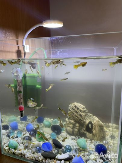 Рыбки гуппи