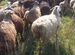 Живые бараны овцы ягнята козы халяль доставка е�сть