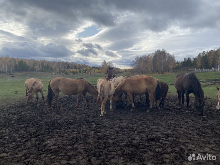 Башкирская лошадь