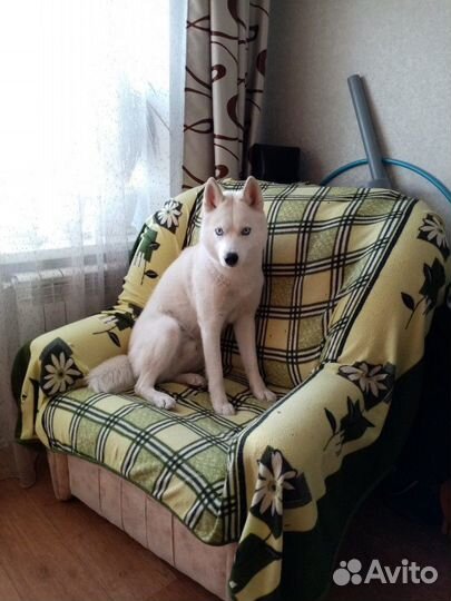 Собака для вязки