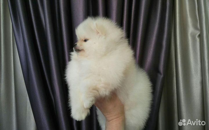 Щенки шпица