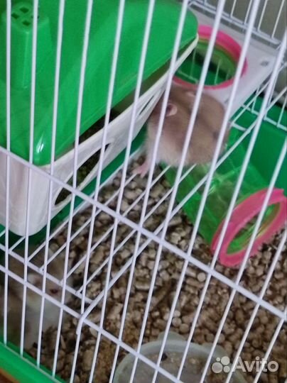 Хомяки вместе с клеткой