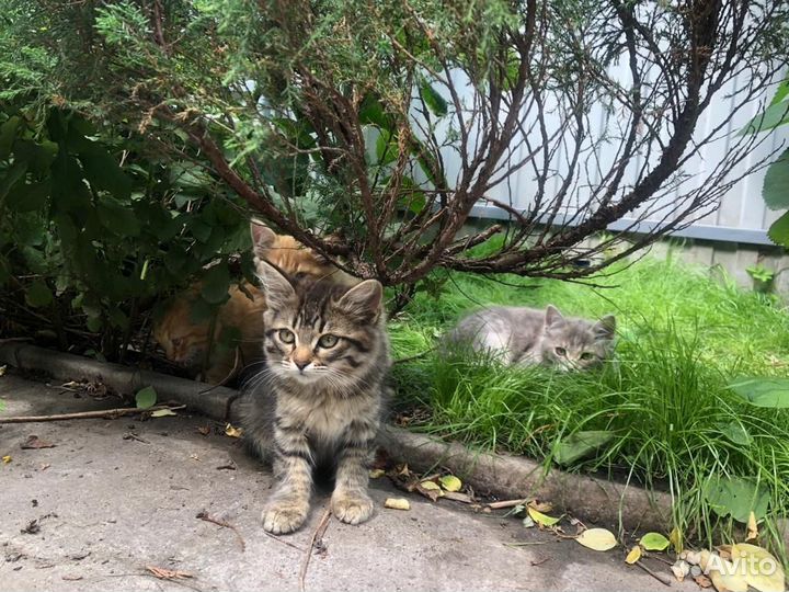 Очаровательные котята в дар