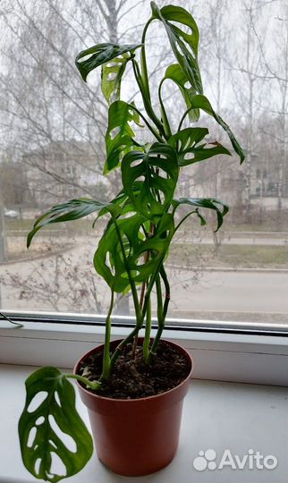 Монстера Манки Маск