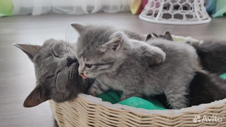 Котята 1 месяц