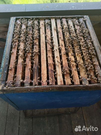 Пчелосемьи с маткой 22 года карника бакфаст