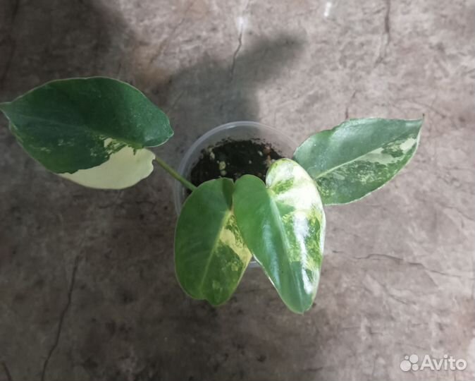 Диффенбахия, филодендрон