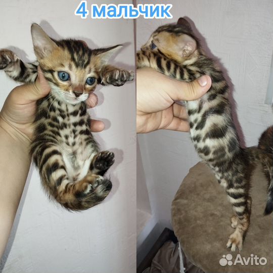 Бенгальский котёнок