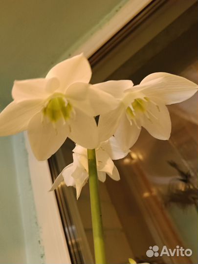 Эухарис амазонская лилия