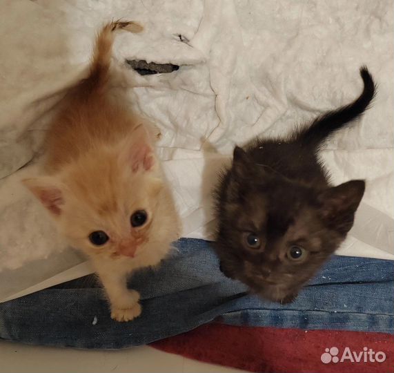 Котята в добрые руки