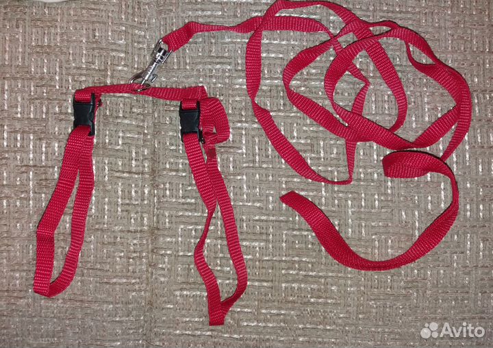 Ринговка для собак, ошейник и другое