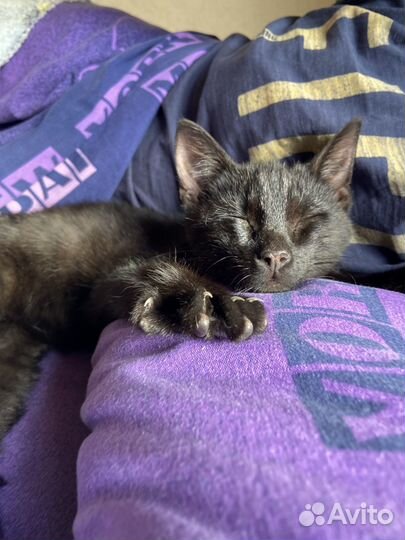 Котенок в добрые руки