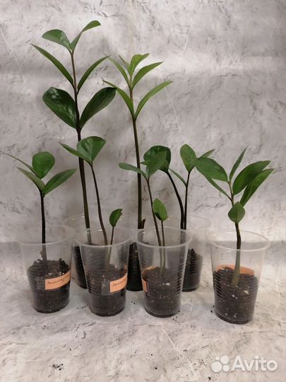 Замиокулькас