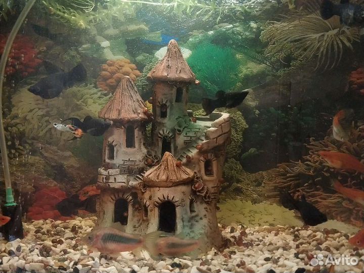 Аквариумные рыбки гуппи меченосцы молинезии