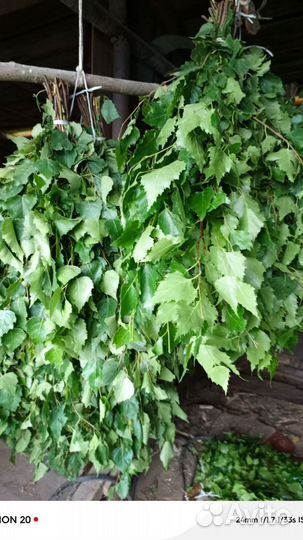 Березовые веники