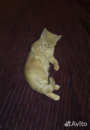 Котенок девочка