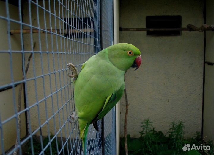 Ожереловый попугай