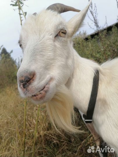 Зааненская коза