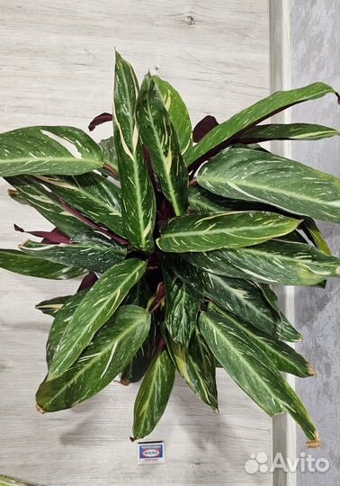 Строманта Magic Star