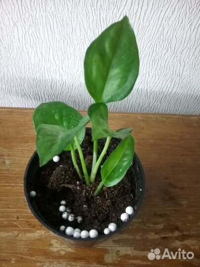 Сциндапсусы Эпипремнумы