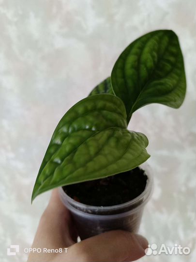 Монстера карстенианум