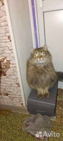 Передержка для животных