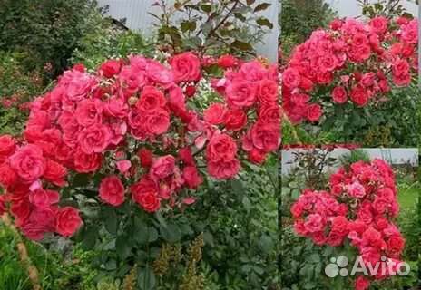 Роза плетистая