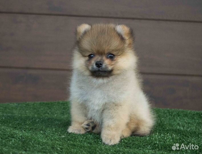 Девочка померанского шпица мини
