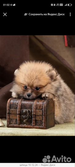 Померанский шпиц тип мишка мини