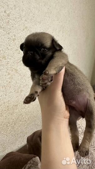 Щенок мопса с прививками