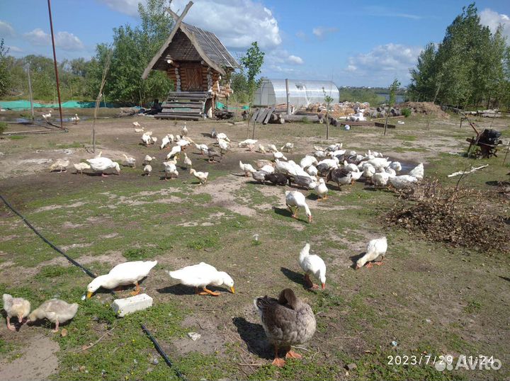 Гуси, гусята, утята мясо - племя