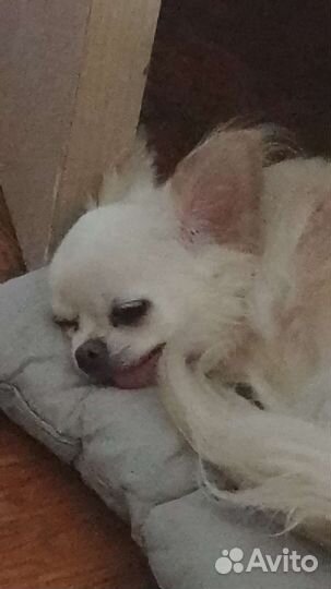 Собака в добрые руки Чихуахуа