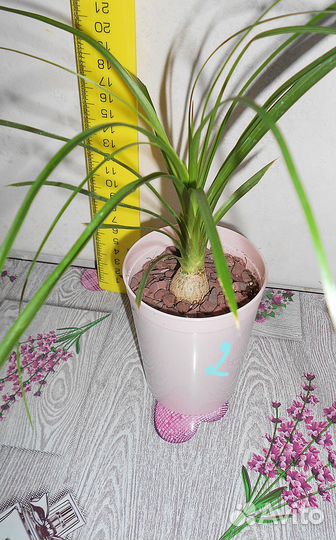 Бокарнея нолина, бутылочное дерево