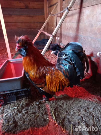 Инкубационное яйцо курочек Павловское золото