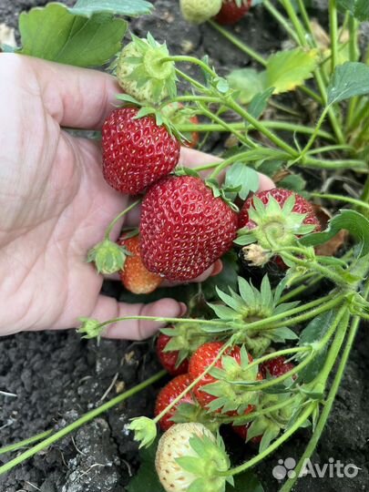 Рассада клубники