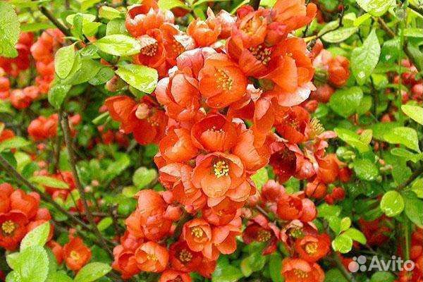 Айва японская