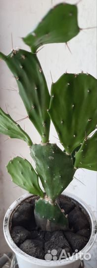 Кактус с плоскими листьями- Бразилиопунция