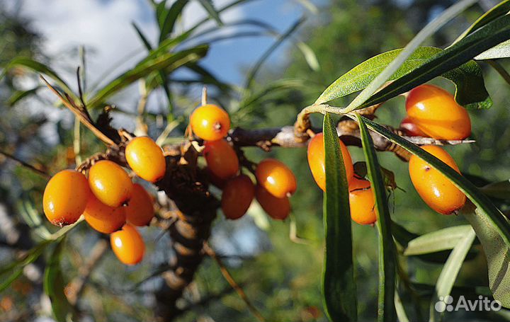 Продам облепиху