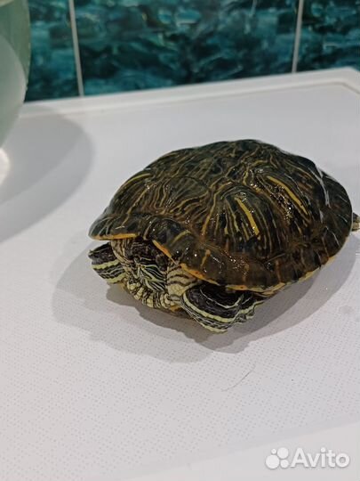 Красноухая черепаха