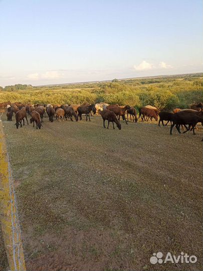 Овцы бараны