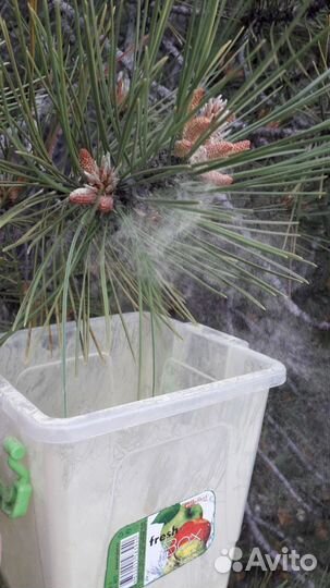 Сосновая пыльца