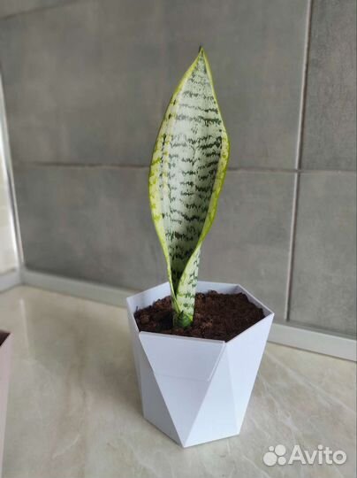 Сансевиерия лауренти