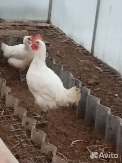 Бресс-гальская порода Инкубационное яйцо цыплята