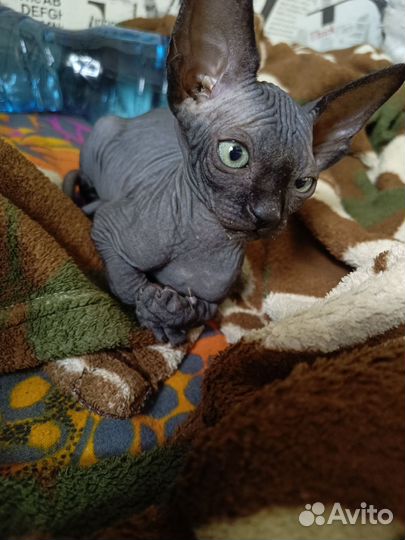 Канадский сфинкс