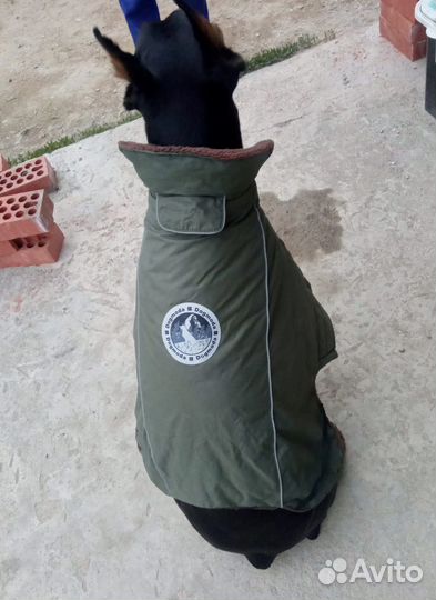 Одежда для собаки