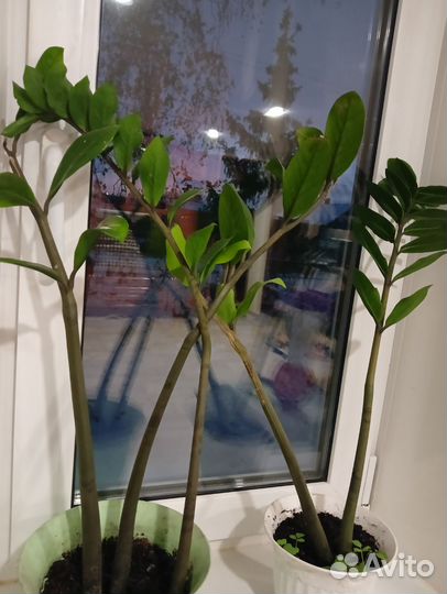 Комнатные цветы