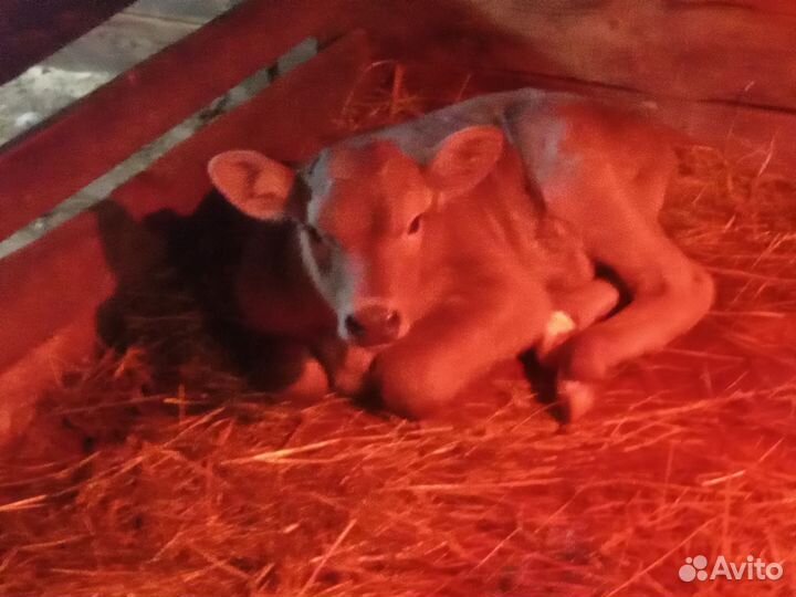 Тёлушки Джерси Швиц