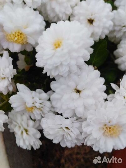 Хризантемы мультифлора