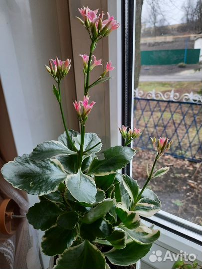 Каланхоэ вариегатный