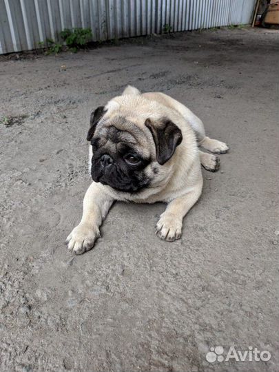 Вязка